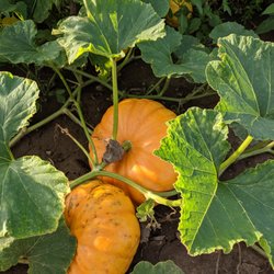 Hermanson Pumpkin Patch