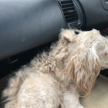 Stylin Paws - Pet Groomers Near Me - Des Moines, Iowa