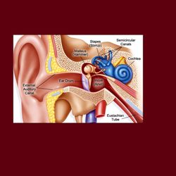 Wassearman - Anatomy of the Ear