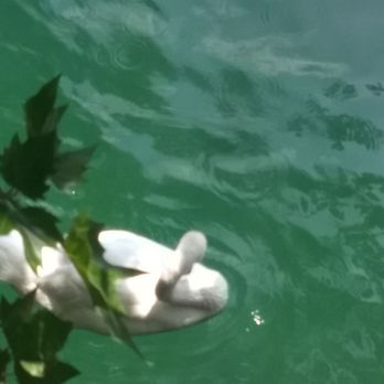 Zürichsee - Lakes Near Me - Zürich, ZH Zürichsee - Lakes Near Me - Zürich, ZH