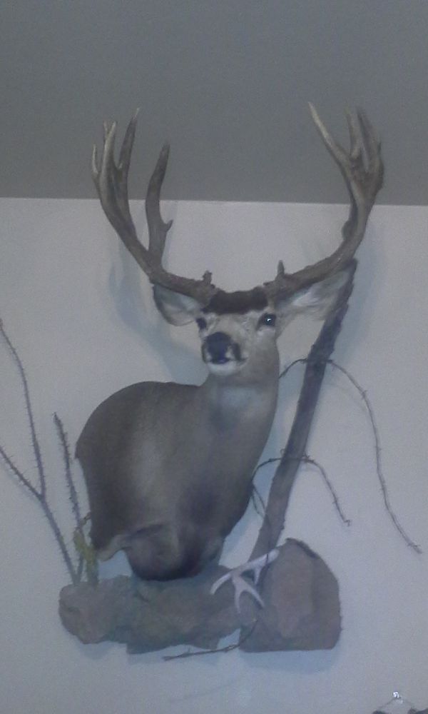 Nelson Taxidermy - taxidermy in Vail, AZ