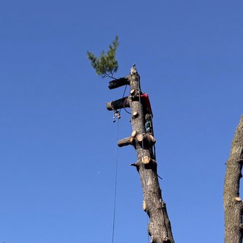 Integrity Tree Service - Tree Services Near Me Integrity Tree Service - Tree Services Near Me
