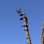Integrity Tree Service