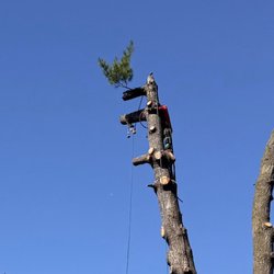 Integrity Tree Service