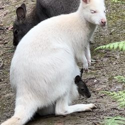 Wings Wildlife Park - Kangaroos