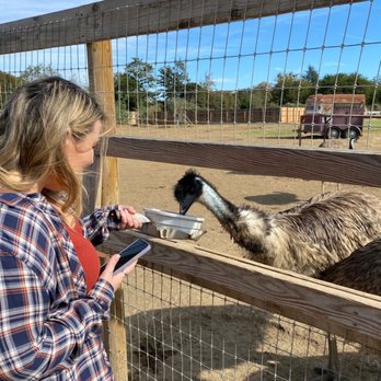 Ostrichland USA - Attraction Farms Near Me - Solvang, California