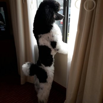 Midge's Pet Grooming - We're watching for you...when you coming in for a groom day? - Pet Groomers Near Me - Greeley, Colorado