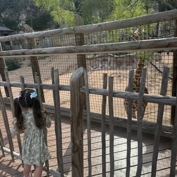 San Antonio Zoo - More fun with the giraffes! - Zoos Near Me - San Antonio, Texas