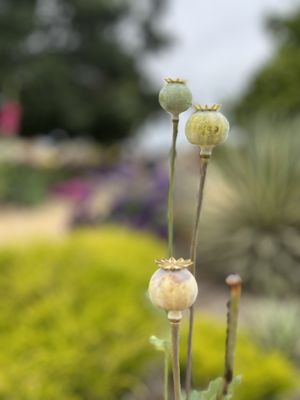 Mission San Juan Capistrano by null