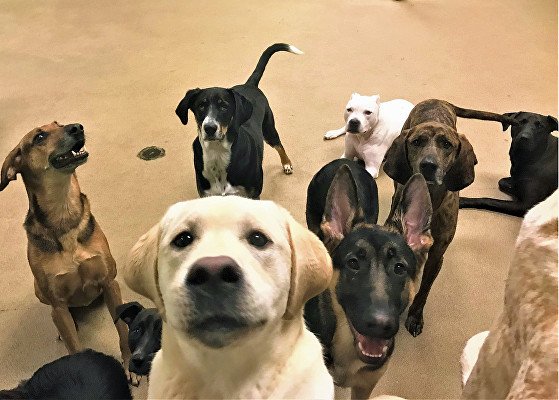 The Barker Boys - pet boarding facility in Portsmouth, VA