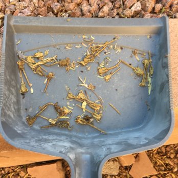 Ranger Pest Control - More than 25 dead scorpions cleaned up form 1 customers garage. - Pest Control Near Me - Las Vegas, Nevada Ranger Pest Control - More than 25 dead scorpions cleaned up form 1 customers garage. - Pest Control Near Me - Las Vegas, Nevada