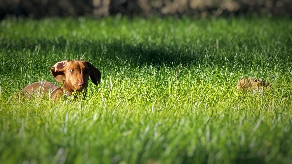 Furry Friends Concierge - pet boarding facility in Nashville, TN
