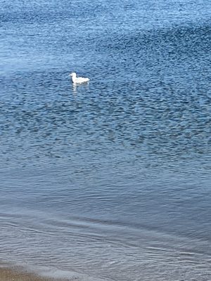Ferry Beach State Park by null
