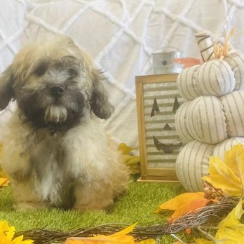 Puppy Country - Pet Stores Near Me - Cincinnati, Ohio