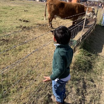 Joan's Farm & Pumpkin Patch - Watching the cows and a calf - Pumpkin Patches Near Me - Livermore, California Joan's Farm & Pumpkin Patch - Watching the cows and a calf - Pumpkin Patches Near Me - Livermore, California