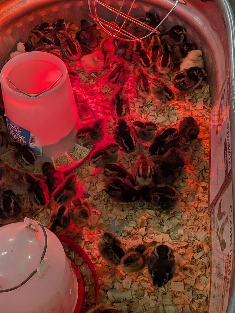 Tractor Supply Image