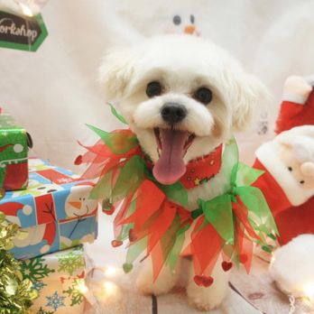 Doggy Box - Pet Groomers Near Me - Honolulu, Hawaii Doggy Box - Pet Groomers Near Me - Honolulu, Hawaii