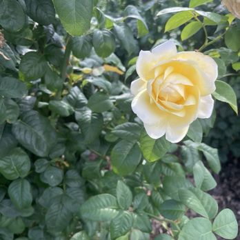Lyndale Park Rose Garden - Yellow roses - Parks Near Me - Minneapolis, Minnesota Lyndale Park Rose Garden - Yellow roses - Parks Near Me - Minneapolis, Minnesota