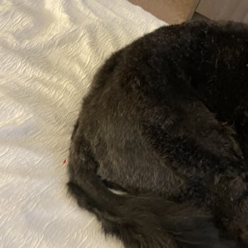 Groomit - Pet Groomers Near Me