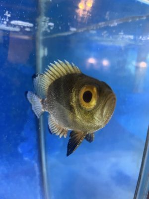 Biomes Marine Biology Center by null