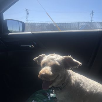 Charlene's Dog Spa - my dog - Pet Groomers Near Me - Sacramento, California Charlene's Dog Spa - my dog - Pet Groomers Near Me - Sacramento, California