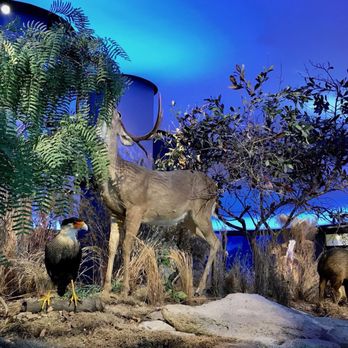 Witte Museum - Texas animal exhibit - Museums Near Me - San Antonio, Texas Witte Museum - Texas animal exhibit - Museums Near Me - San Antonio, Texas
