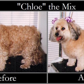 Country Life Bed & Biscuit - Before & After pic of Chloe, a sweet mix breed who gets groomed often - Pet Sitting Near Me - Troy, Missouri Country Life Bed & Biscuit - Before & After pic of Chloe, a sweet mix breed who gets groomed often - Pet Sitting Near Me - Troy, Missouri