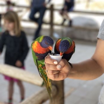 Rooster Cogburn Ostrich Ranch - These birds fly directly on your hand! - Petting Zoos Near Me - Picacho, Arizona Rooster Cogburn Ostrich Ranch - These birds fly directly on your hand! - Petting Zoos Near Me - Picacho, Arizona