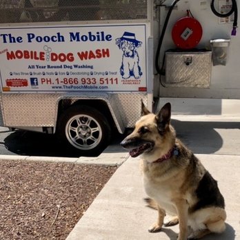 The Pooch Mobile - Camaro after being groomed by James - Pet Groomers Near Me - Sun City, Arizona The Pooch Mobile - Camaro after being groomed by James - Pet Groomers Near Me - Sun City, Arizona