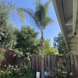 Terry�s Tree Service Pleasanton