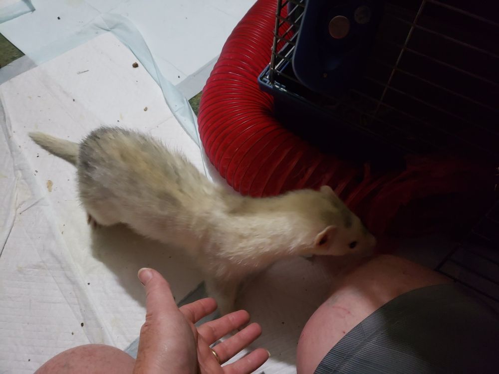 Sammy's Clubhouse Spokane Ferret Rescue - pet boarding facility in Spokane, WA