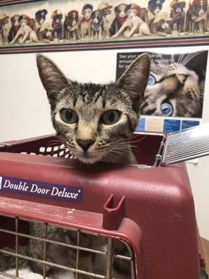 Las Tunas Animal Hospital 108 Las Tunas Dr Arcadia Ca Unknown Mapquest