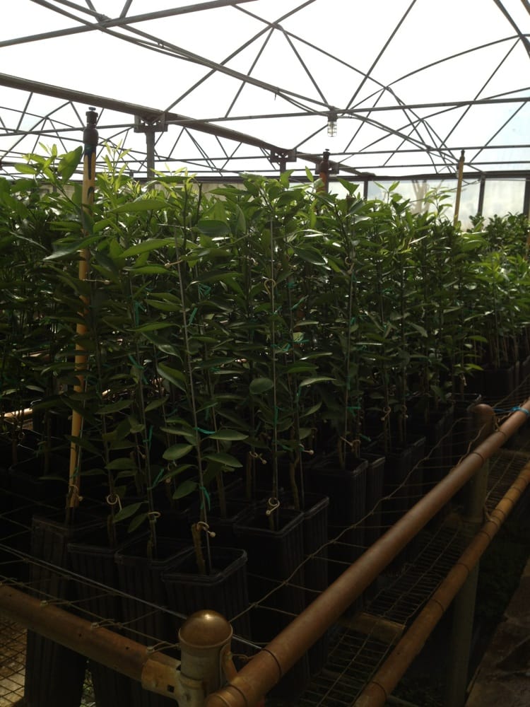 FARMER’S CITRUS NURSERY Updated May 2024 2807 Fussell Rd E