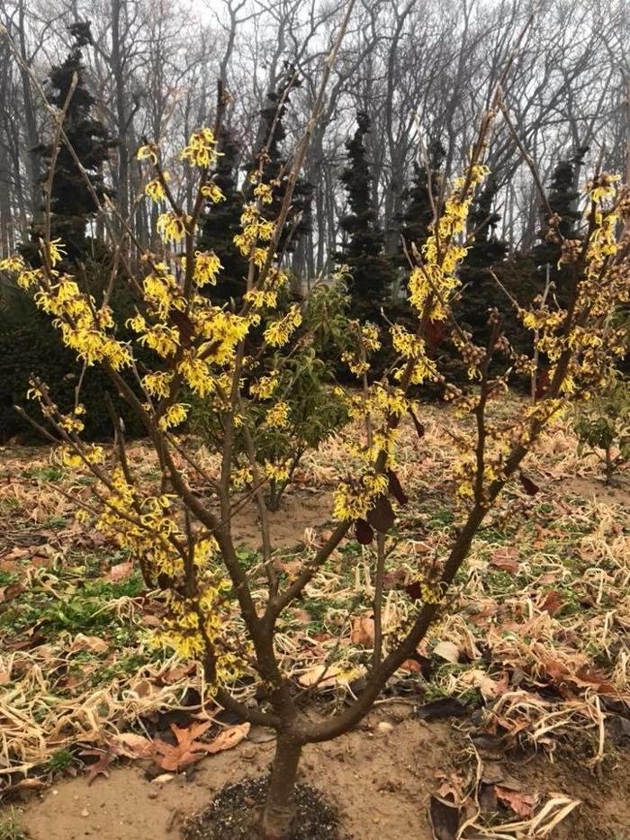 ATLANTIC LANDSCAPE CONSTRUCTION Updated September 2024 16 Photos