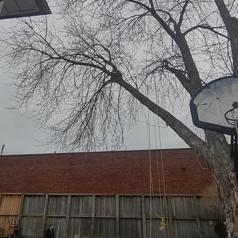 Black Bear Tree Care - a basketball hoop hanging from a tree - Tree Services Near Me