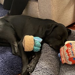 After a day of playing at "school" aka Atlas DogHouse
