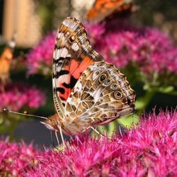 Painted Lady butterfly