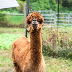 Chakana Sky Alpacas