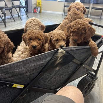 Alpine Veterinary Hospital - The Puppys 1st vaccination and wellness exam - Veterinarians Near Me - Concord, California