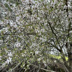 Diablo Hills Golf Course - Beautiful cherry blossom during spring ~