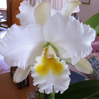 Waldor Orchids - C. Nancy Off 'Linwood' AM/AOS('1010'): Beautiful always; great family business. Pls support them at the 2014 Phila. Flower Show! - Nurseries & Gardening Near Me - Linwood, New Jersey