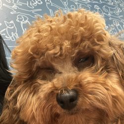 Puppies & Grooming
