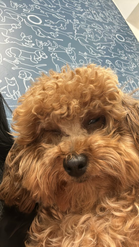 Puppies & Grooming Image