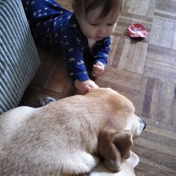 All Breed Rescue