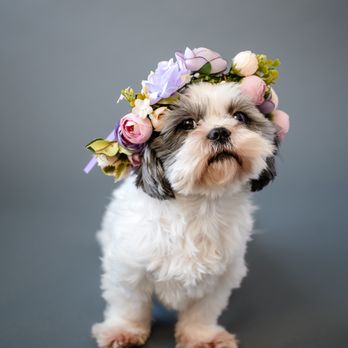Unleashed with Love - Pet Photography Near Me Unleashed with Love - Pet Photography Near Me