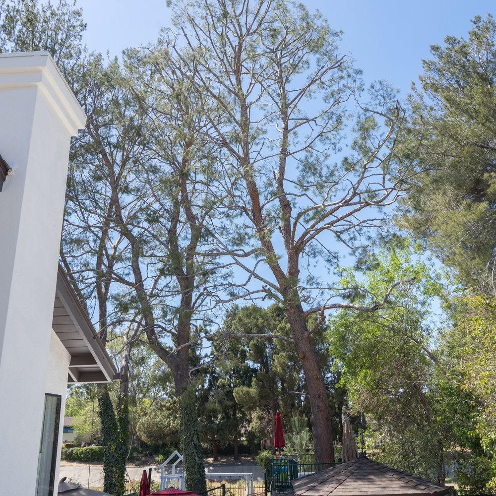 Artist Tree Service - The wind is supposed to blow through the branches. - Tree Services Near Me - Sylmar, California