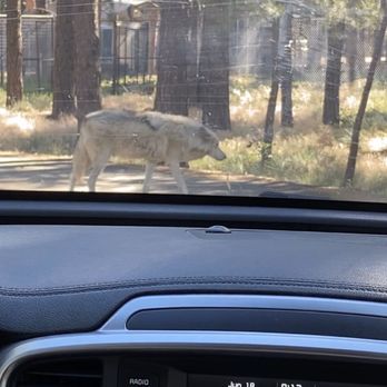 Bearizona - Multiple wolves waking around the car - Zoos Near Me - Williams, Arizona