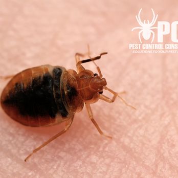 Pest Control Consultants - Pest Control Near Me - DeKalb, Illinois Pest Control Consultants - Pest Control Near Me - DeKalb, Illinois