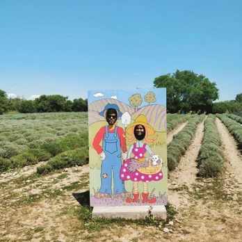 Prince Edward County Lavender - Gift Shops Near Me - Hillier, Ontario