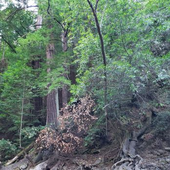 Ripplewood Resort - Creek view - Resorts Near Me - Big Sur, California